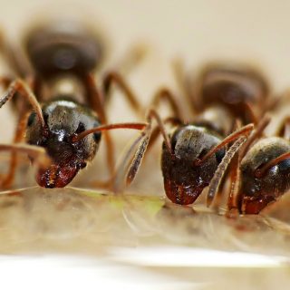5 Gründe, um einen Schädlingsbekämpfer zu verständigen