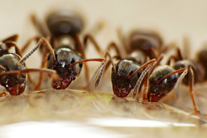 5 Gründe, warum Sie einen Schädlingsbekämpfer verständigen sollten