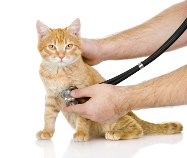 Blasenentzündung bei Katzen erkennen und behandeln