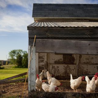 Die Grundlagen der Hühnerhaltung