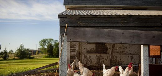 Die Grundlagen der Hühnerhaltung
