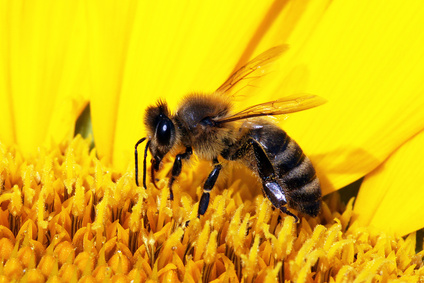 Hausmittel gegen Bienen- und Wespenstiche