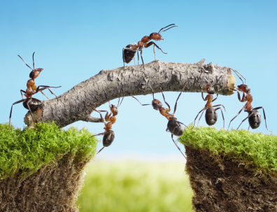 Hausmittel um Ameisen zu bekämpfen und zu entfernen