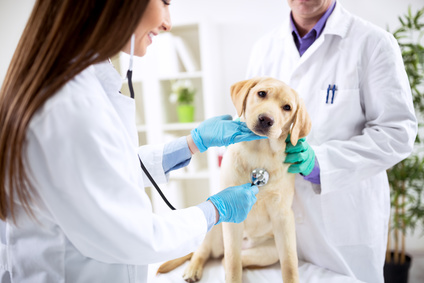 Informationen und Tipps zu OP-Versicherungen für Hunde
