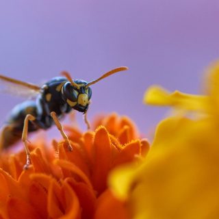 Insekten im Sommer: Das kann man gegen sie tun