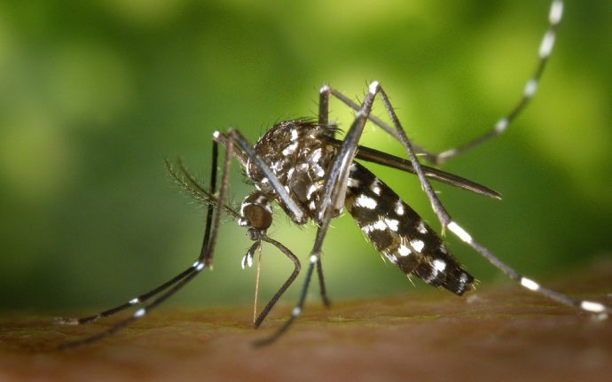 Kampf den Mückenstichen: von der Vorbeugung zur Akutmaßnahme