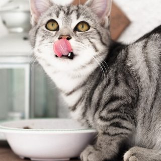 Katzen gesund und artgerecht ernähren – so geht's
