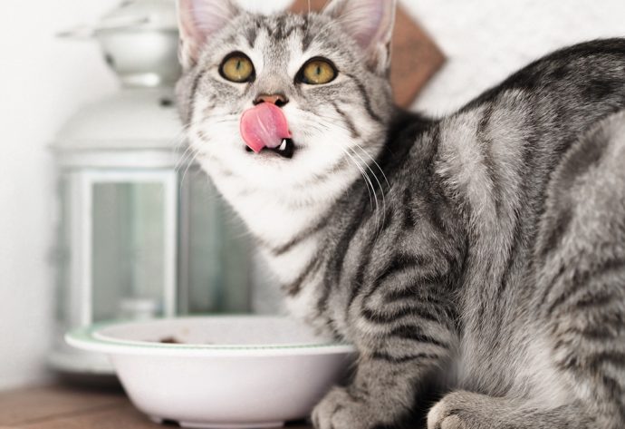 Katzen gesund und artgerecht ernähren – so geht's