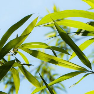 Nachhaltigkeit und Bambus: Ein Schritt in eine umweltfreundliche Zukunft