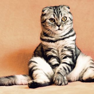 Katzen-Malheur: Mit diesen Hausmitteln lässt sich Uringeruch entfernen