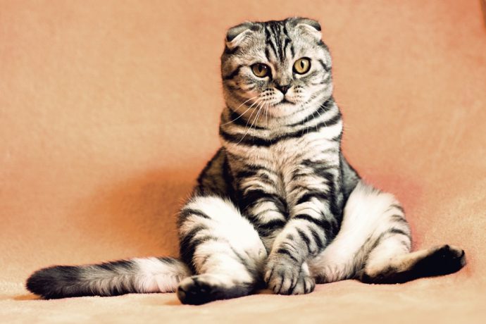 Katzen-Malheur: Mit diesen Hausmitteln lässt sich Uringeruch entfernen