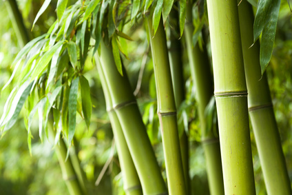 Pflegetipps für den winterfesten Bambus
