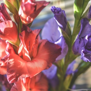 Ranunkeln und Gladiolen - Die schönsten Arten im Überblick