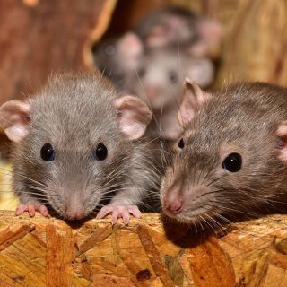 Ratten und Mäuse aus den heimischen vier Wänden mit professioneller Hilfe verjagen