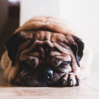Übergewicht bei Hunden: Das können Sie dagegen tun